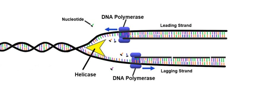 https://www.researchgate.net/post/How_can_DNA_polymerase_replicate_both_strands_behind_each_replication_fork_when_all_polymerase_operate_in_the_five_three_direction